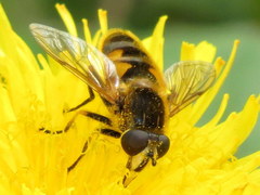 Helophilus lapponicus