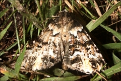 Lophosigna catasticta