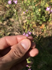 Nuttallanthus canadensis