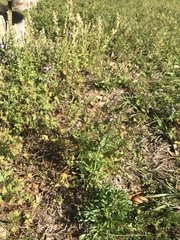 Nuttallanthus canadensis