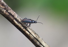 Aulacoscelis candezei