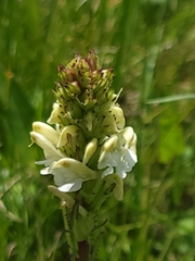 Agastache pallidiflora