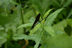 Atrocalopteryx atrata