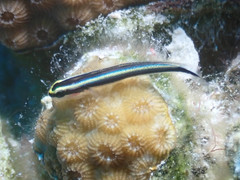 Elacatinus cayman
