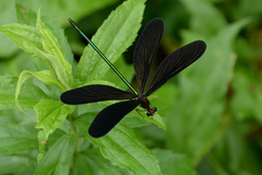 Atrocalopteryx atrata
