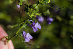 Sairocarpus vexillocalyculatus vexillocalyculatus