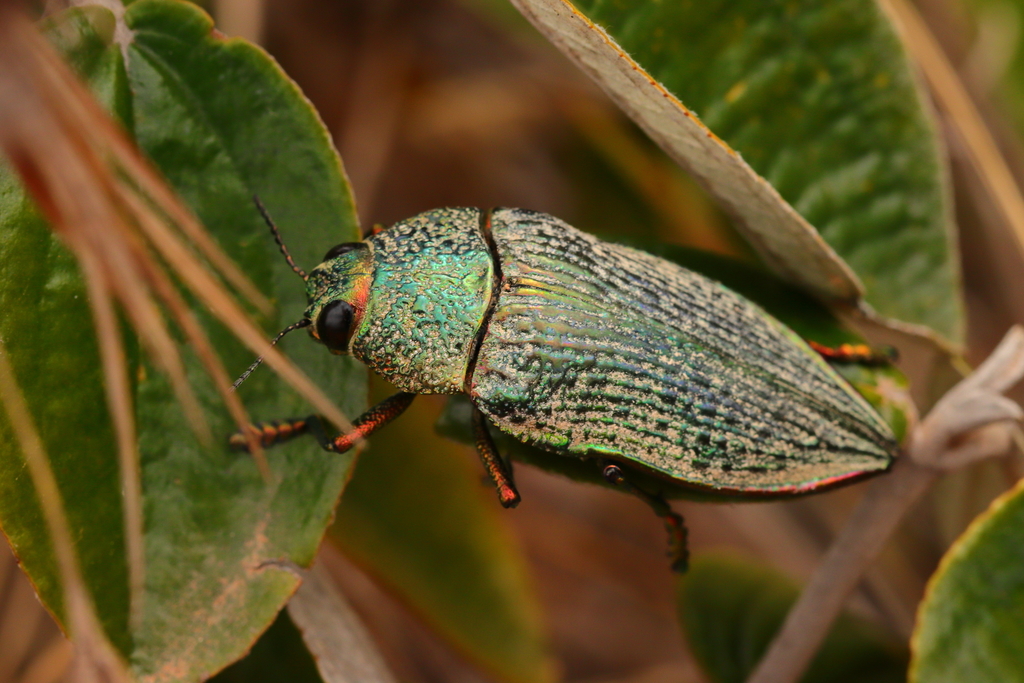 Psiloptera cribrosa