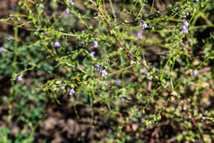 Sairocarpus vexillocalyculatus vexillocalyculatus