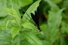 Atrocalopteryx atrata