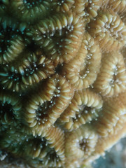 Dichocoenia stokesii