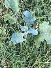 Brassica oleracea viridis