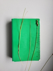 Carex scoparia image