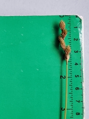 Carex scoparia image