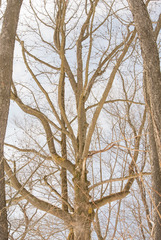 Magnolia acuminata