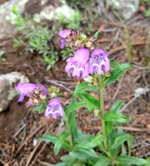 Penstemon deaveri