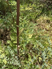 Angelica tomentosa