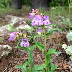 Penstemon deaveri