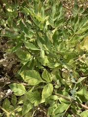 Angelica tomentosa