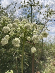 Angelica tomentosa