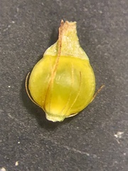 Rhynchospora wrightiana