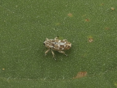 Cylindrocopturus adspersus