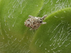 Cylindrocopturus adspersus