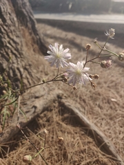 Malacothrix saxatilis