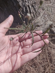 Malacothrix saxatilis