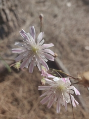 Malacothrix saxatilis