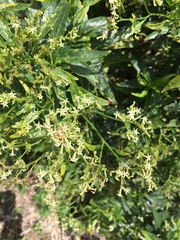 Heliotropium messerschmidioides