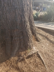 Malacothrix saxatilis