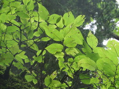 Ulmus serotina