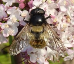 Volucella varipila