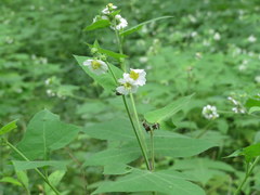Polymnia canadensis radiata