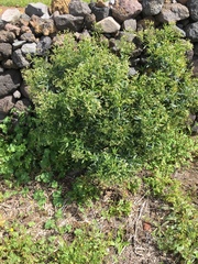 Heliotropium messerschmidioides