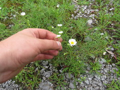 Erigeron allisonii