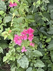 Bougainvillea × buttiana