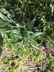 Heliotropium messerschmidioides