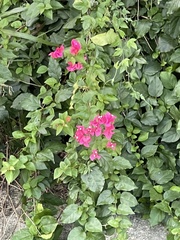 Bougainvillea × buttiana