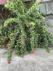 Bougainvillea × buttiana