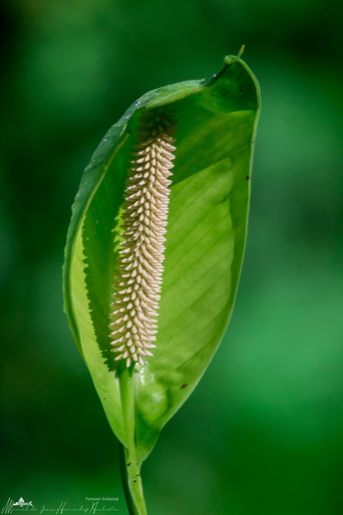Spathiphyllum friedrichsthalii — a medium houseplant