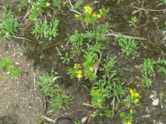 Hypericum sphaerocarpum