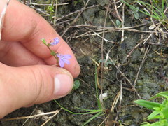 Lobelia gattingeri