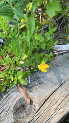Erythranthe primuloides