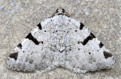 Macaria subcessaria