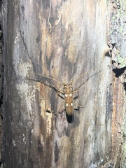 Eburia clara