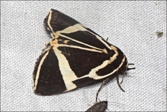 Fodina ostorius
