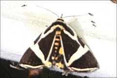 Fodina ostorius