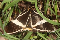 Fodina ostorius