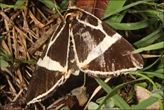 Fodina ostorius